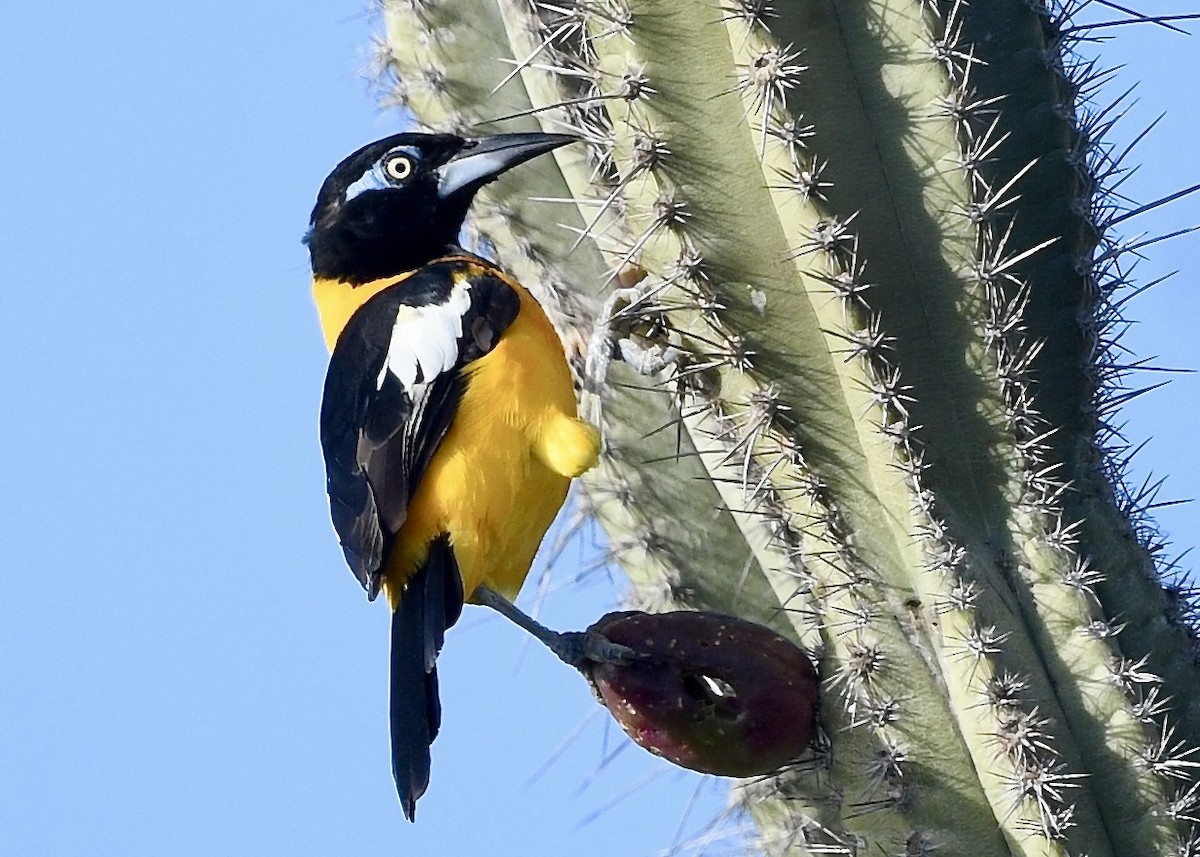 Venezüela Turpiyalı - ML647073921