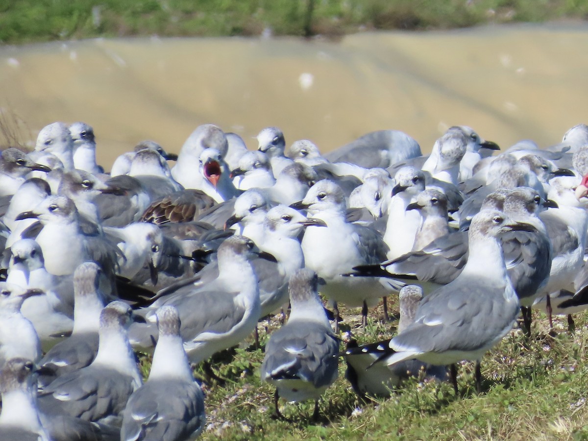 ワライカモメ - ML647073922