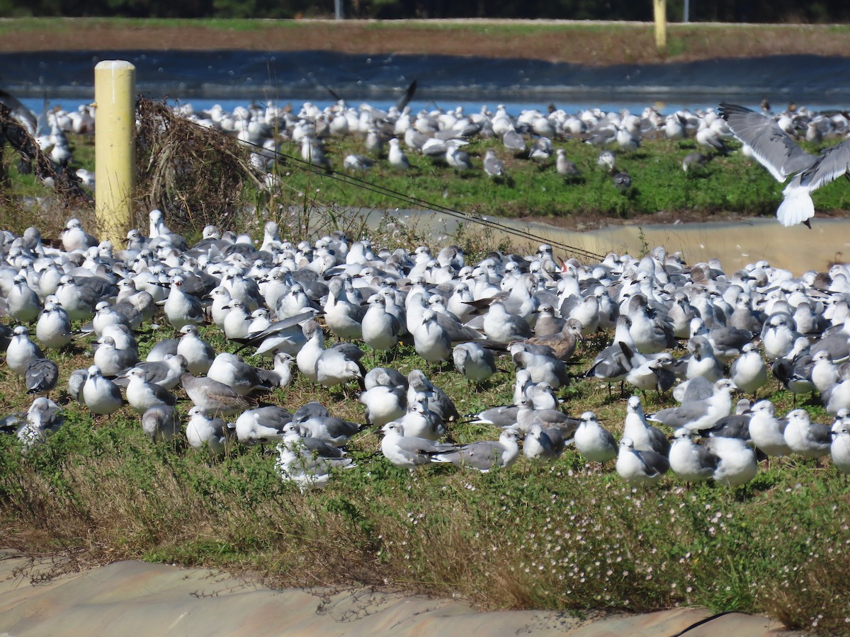 ワライカモメ - ML647073923