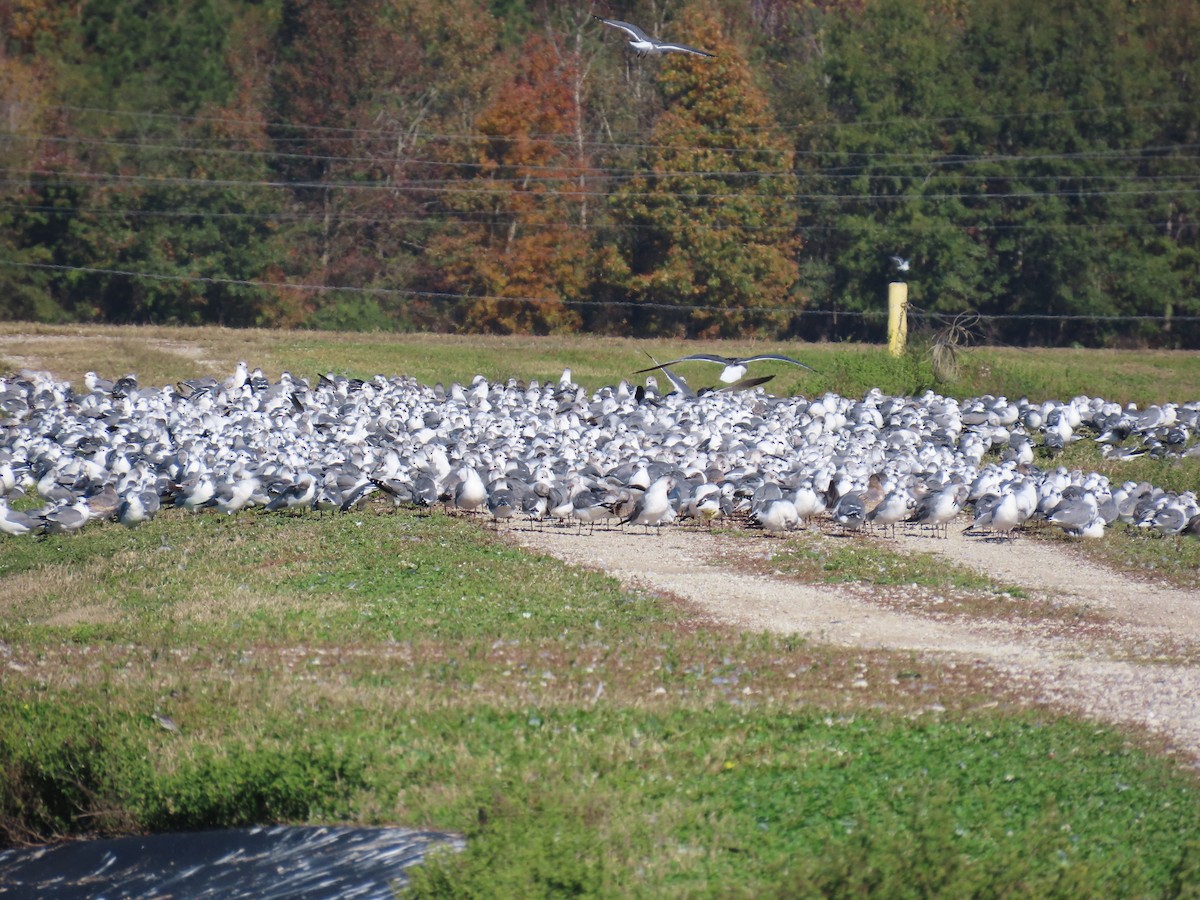 ワライカモメ - ML647073924