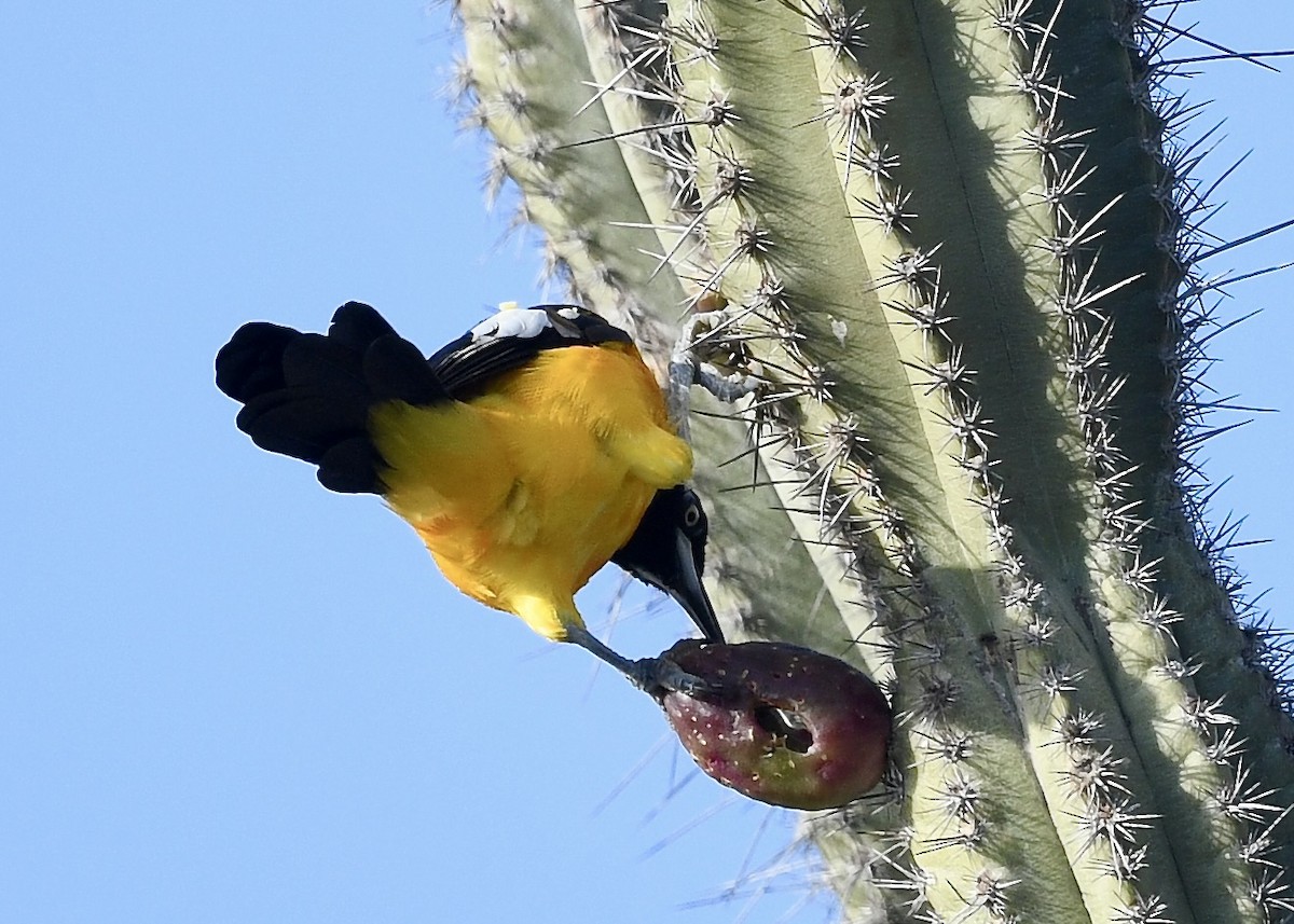 Venezüela Turpiyalı - ML647073925