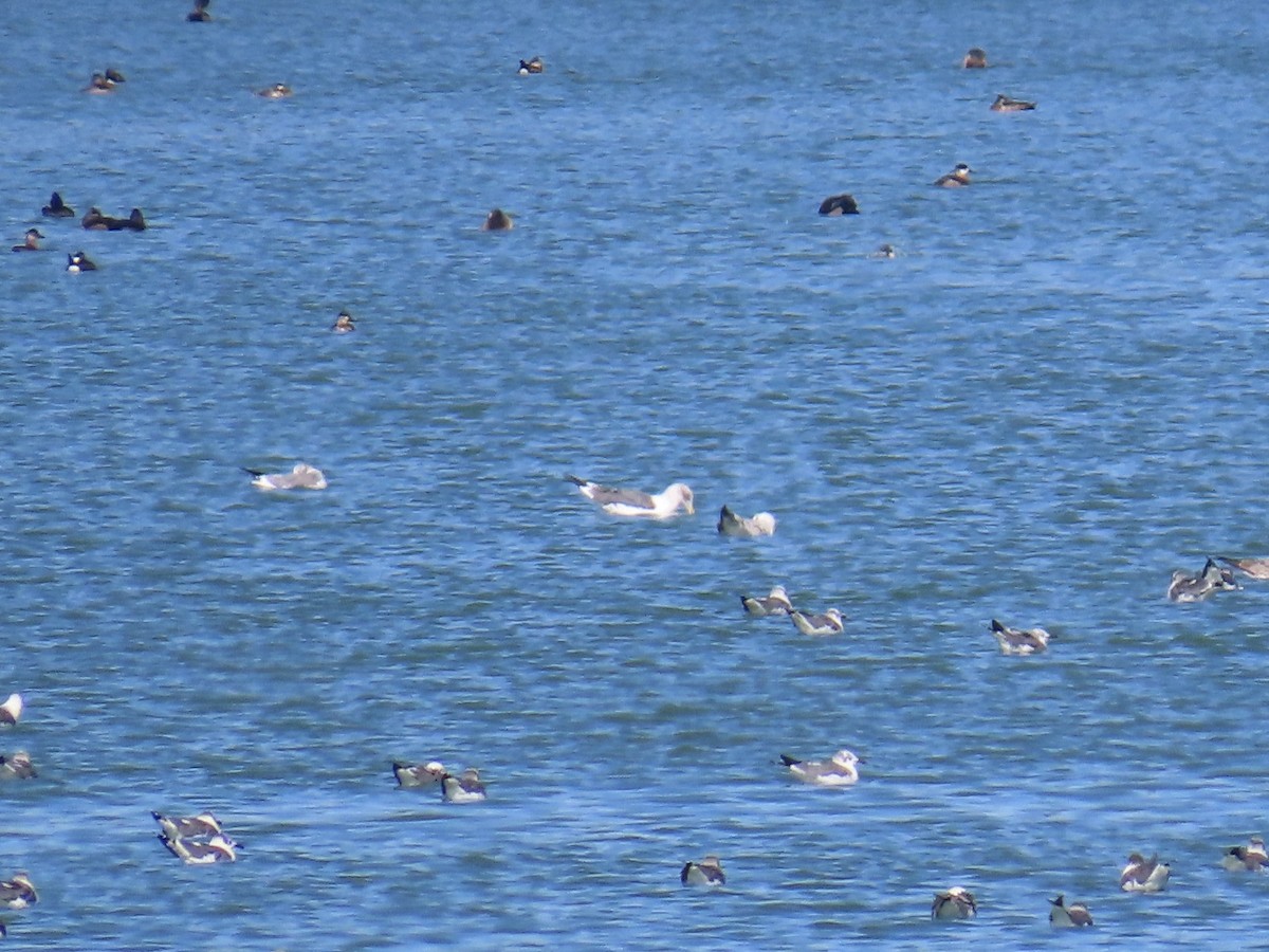 Kaio iluna - ML647073927