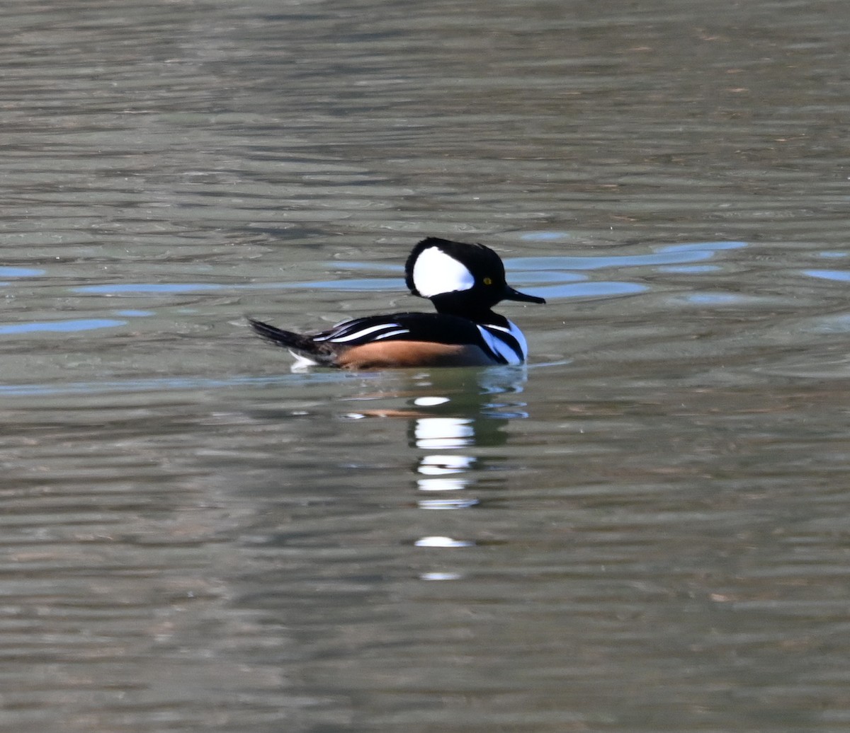 morčák chocholatý - ML647073931