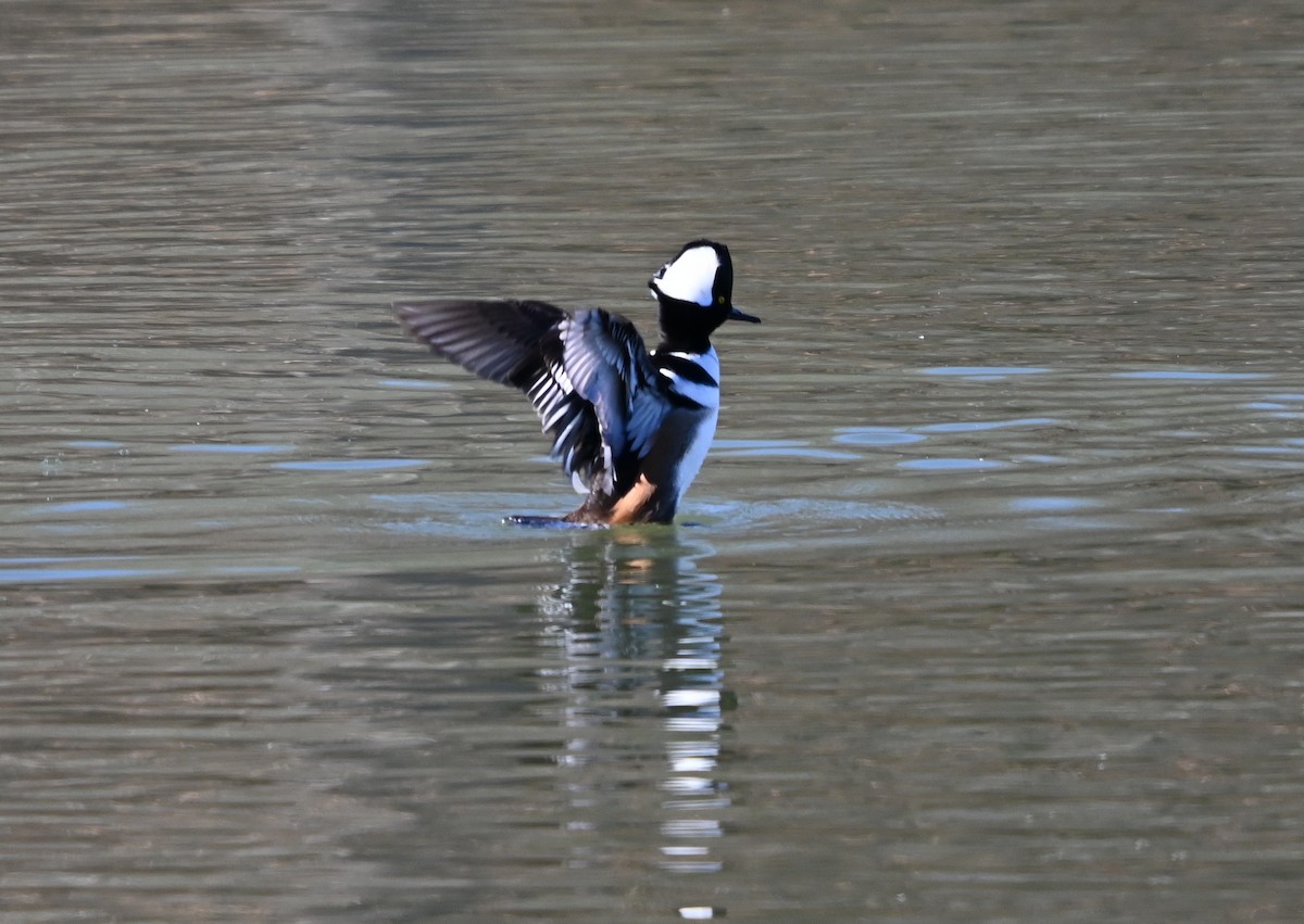 morčák chocholatý - ML647073939