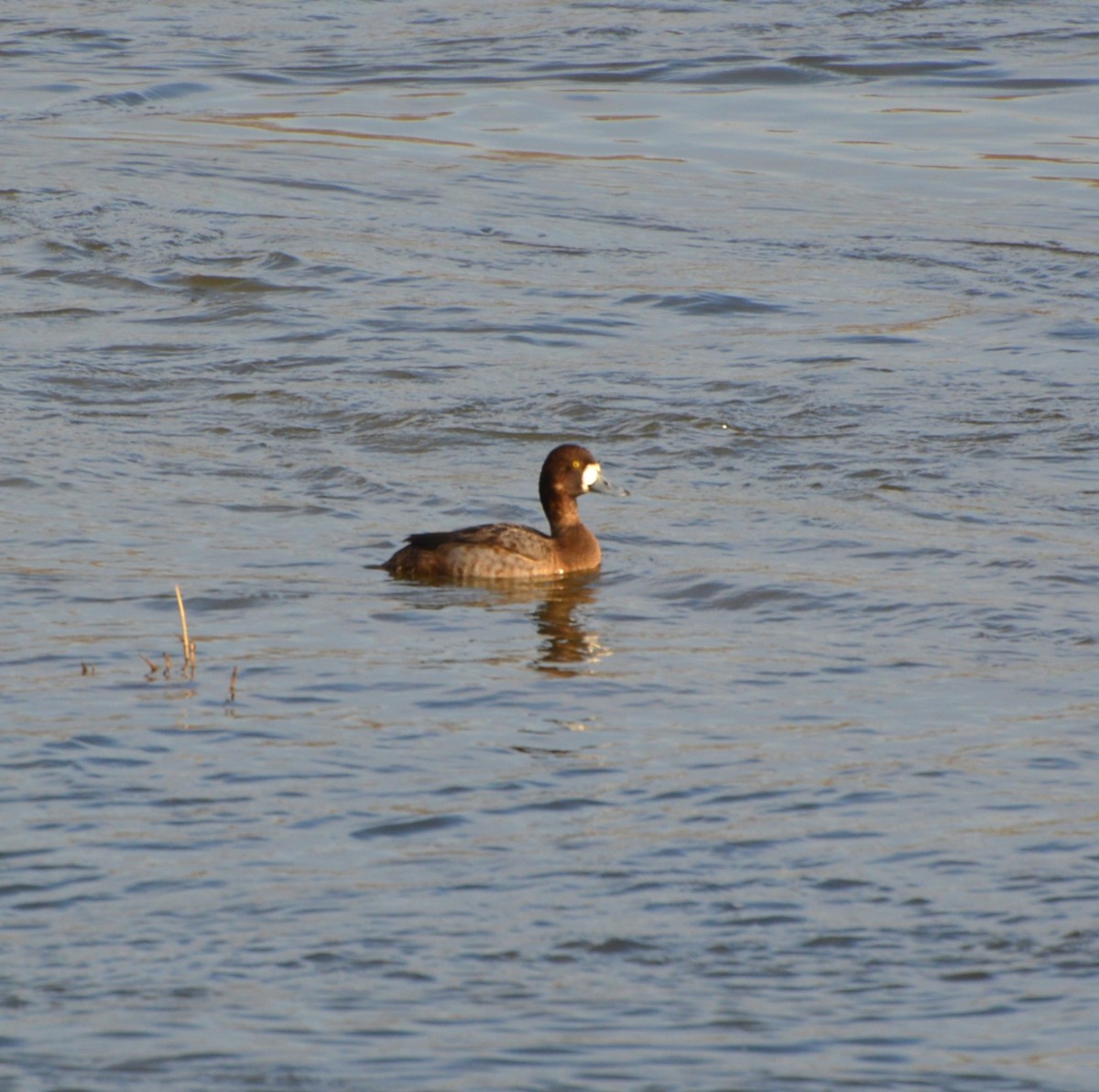Greater Scaup - ML647073942