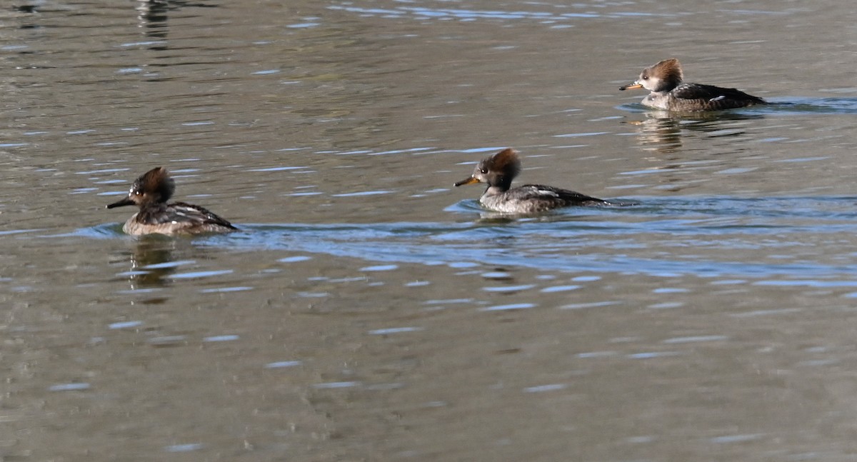 morčák chocholatý - ML647073945