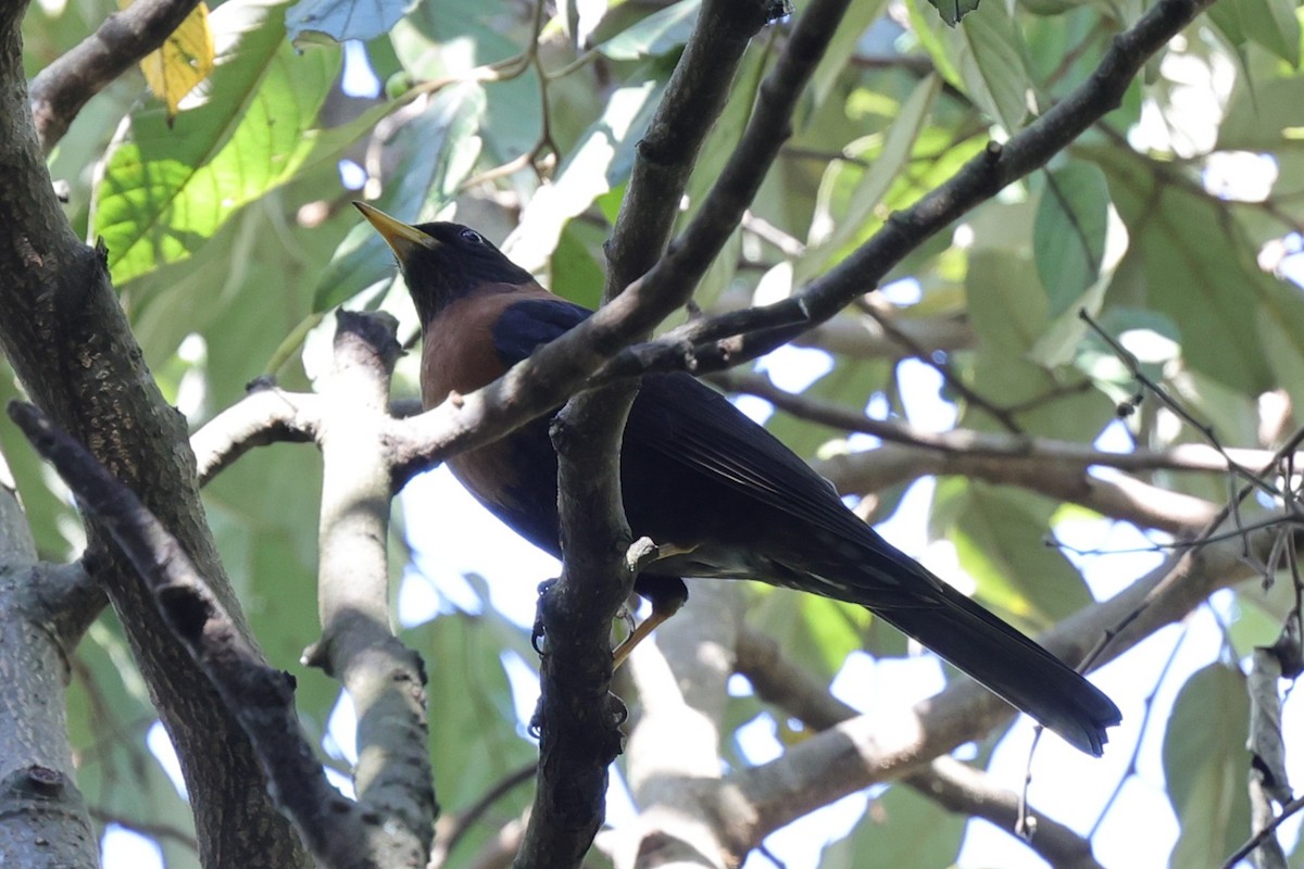 Rotnackendrossel - ML647073947