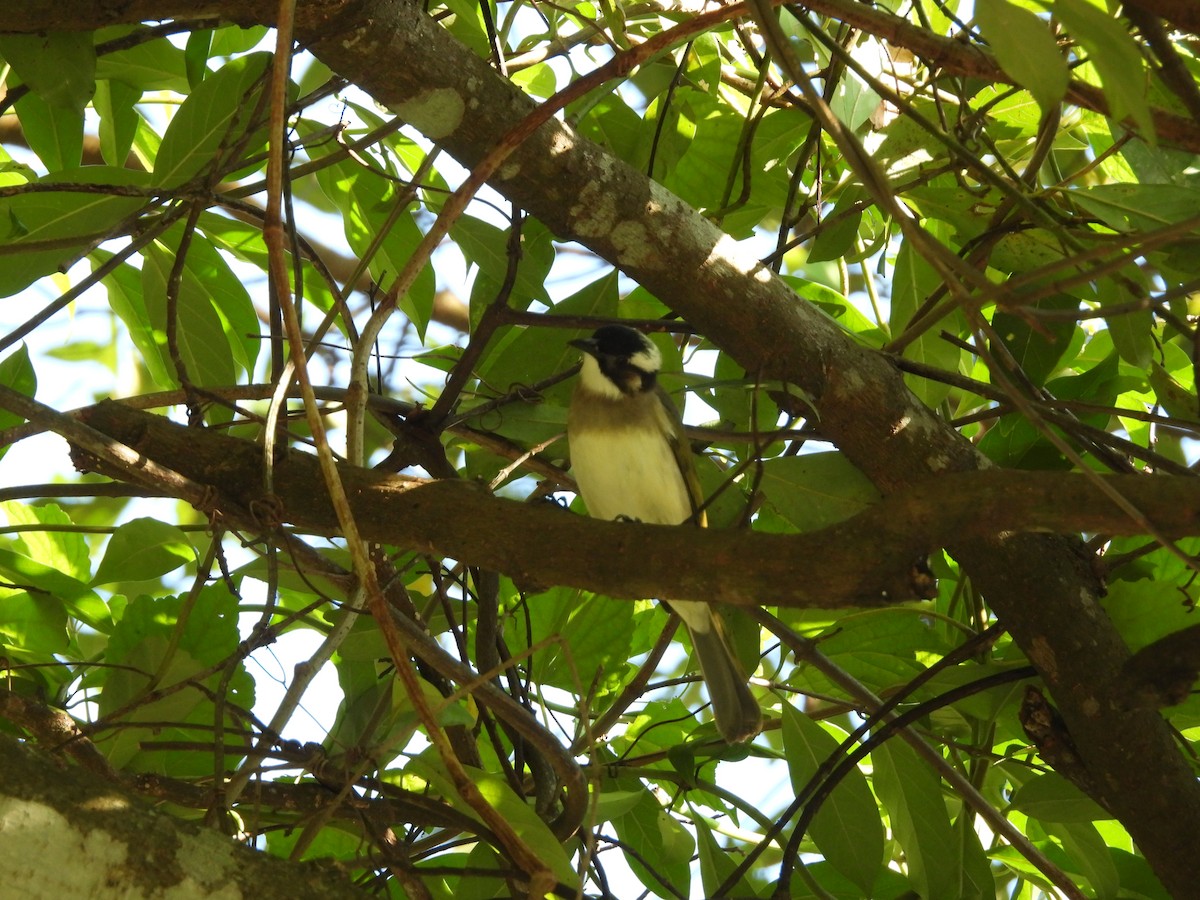 Китайский бюльбюль - ML647073951