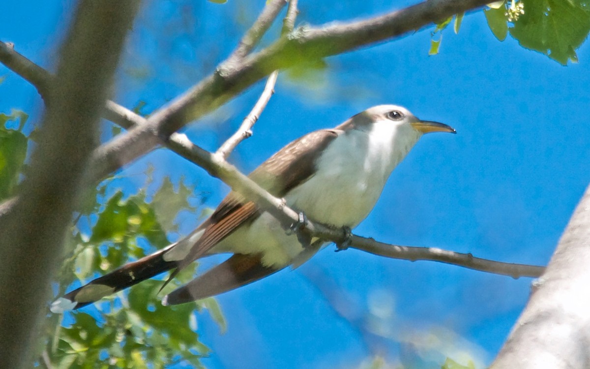 Yellow-billed Cuckoo - ML647073952