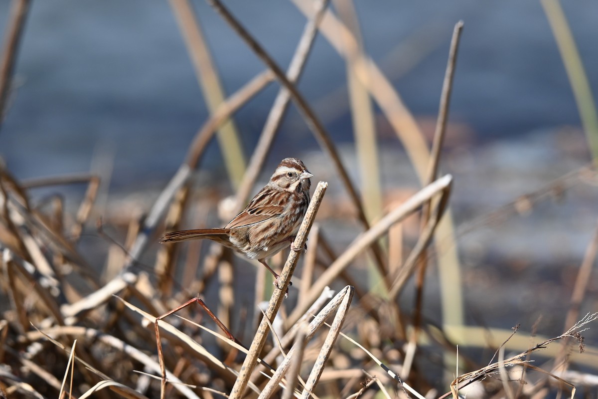 strnadec zpěvný - ML647073953