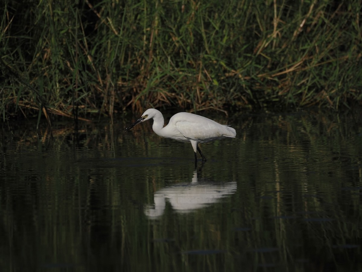 Little Egret - ML647073961