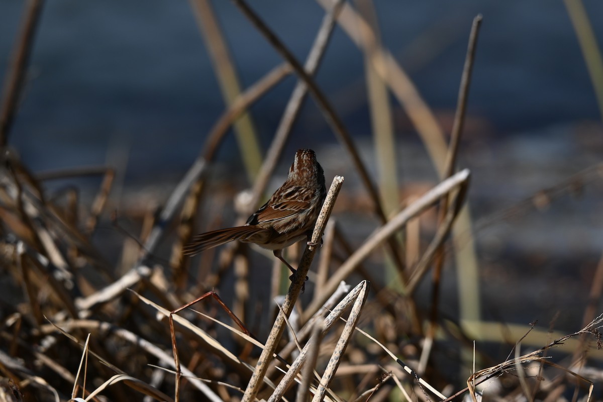 strnadec zpěvný - ML647073962