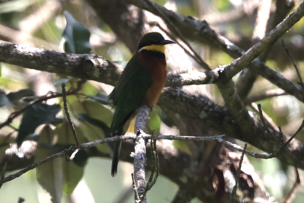 チャムネハチクイ - ML647073964