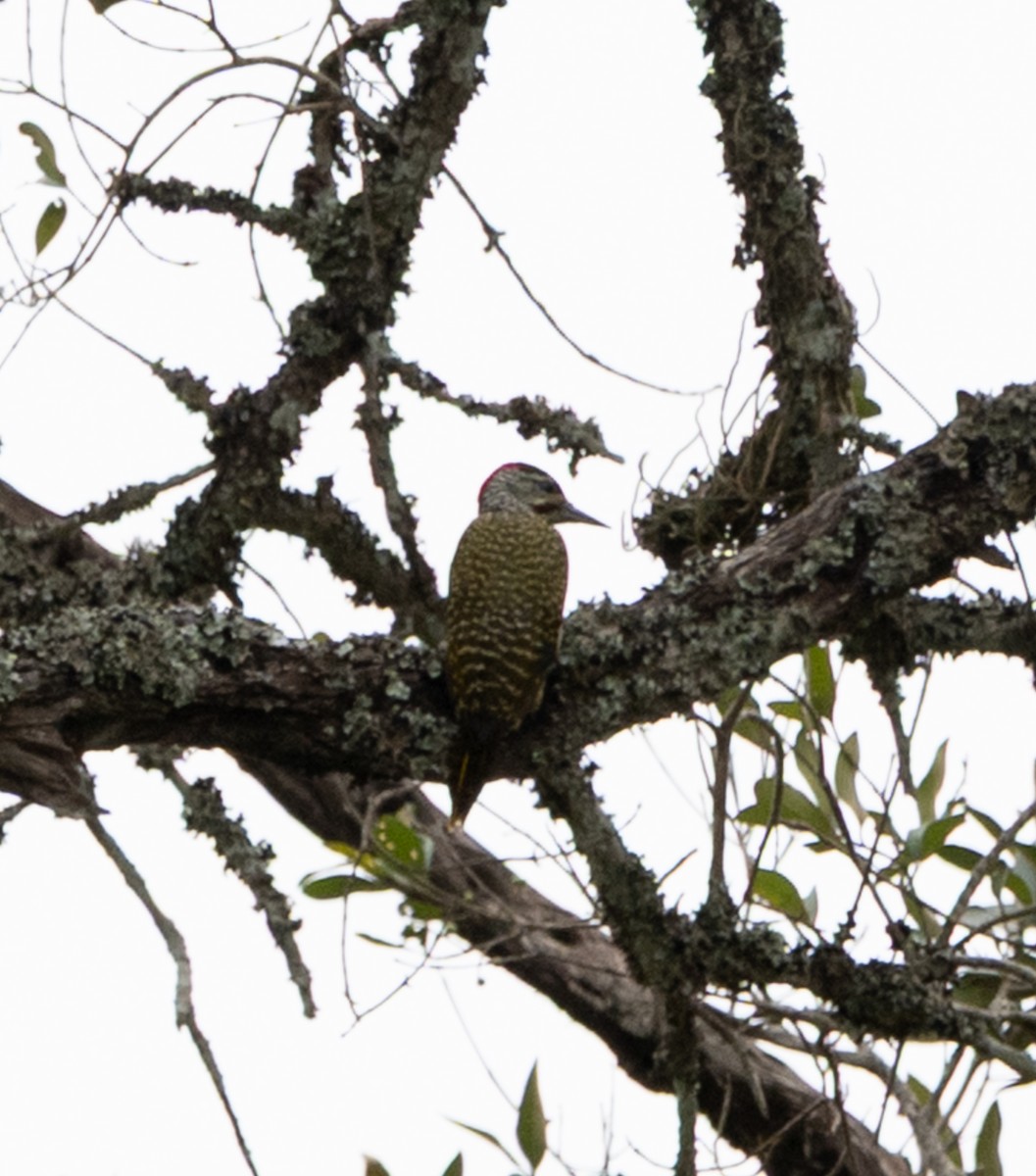 Nubian Woodpecker - ML647073969