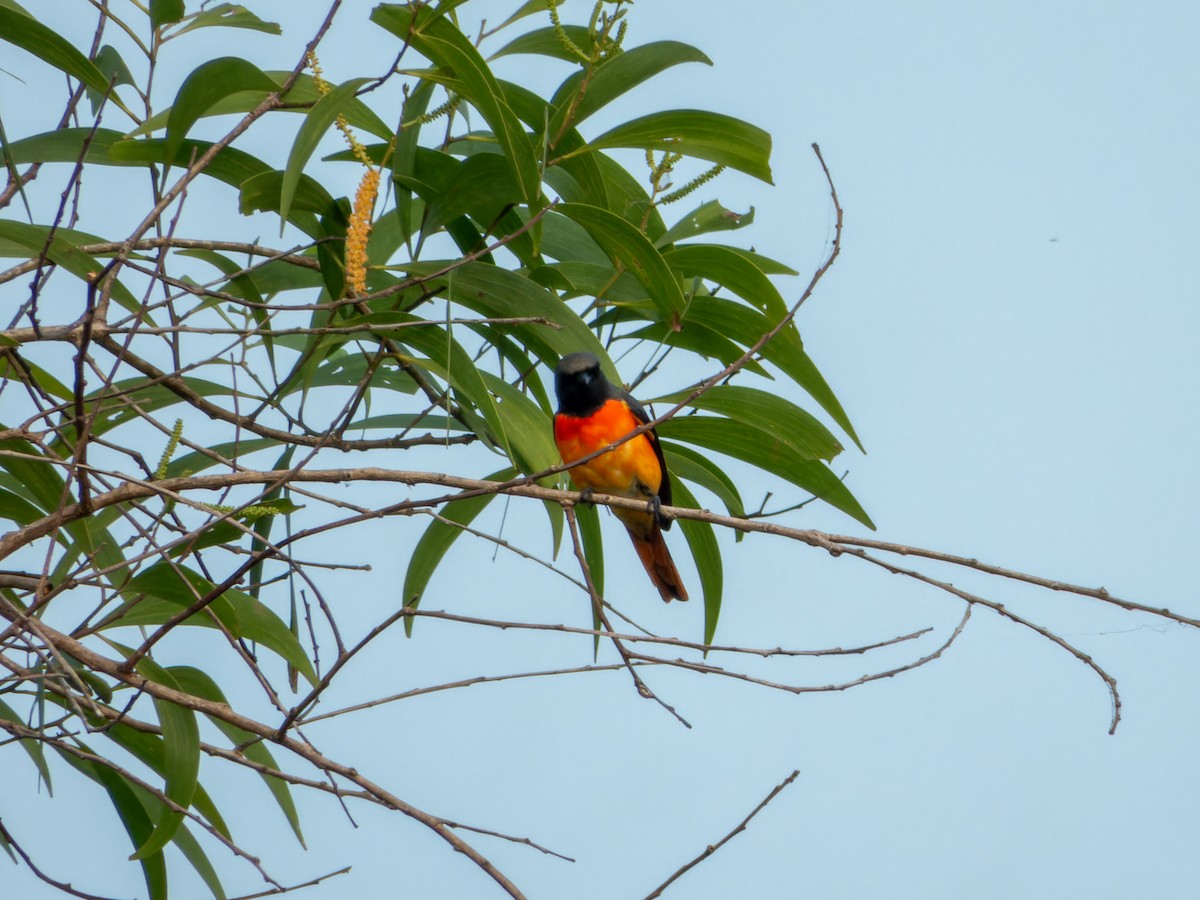 Zwergmennigvogel - ML647073970