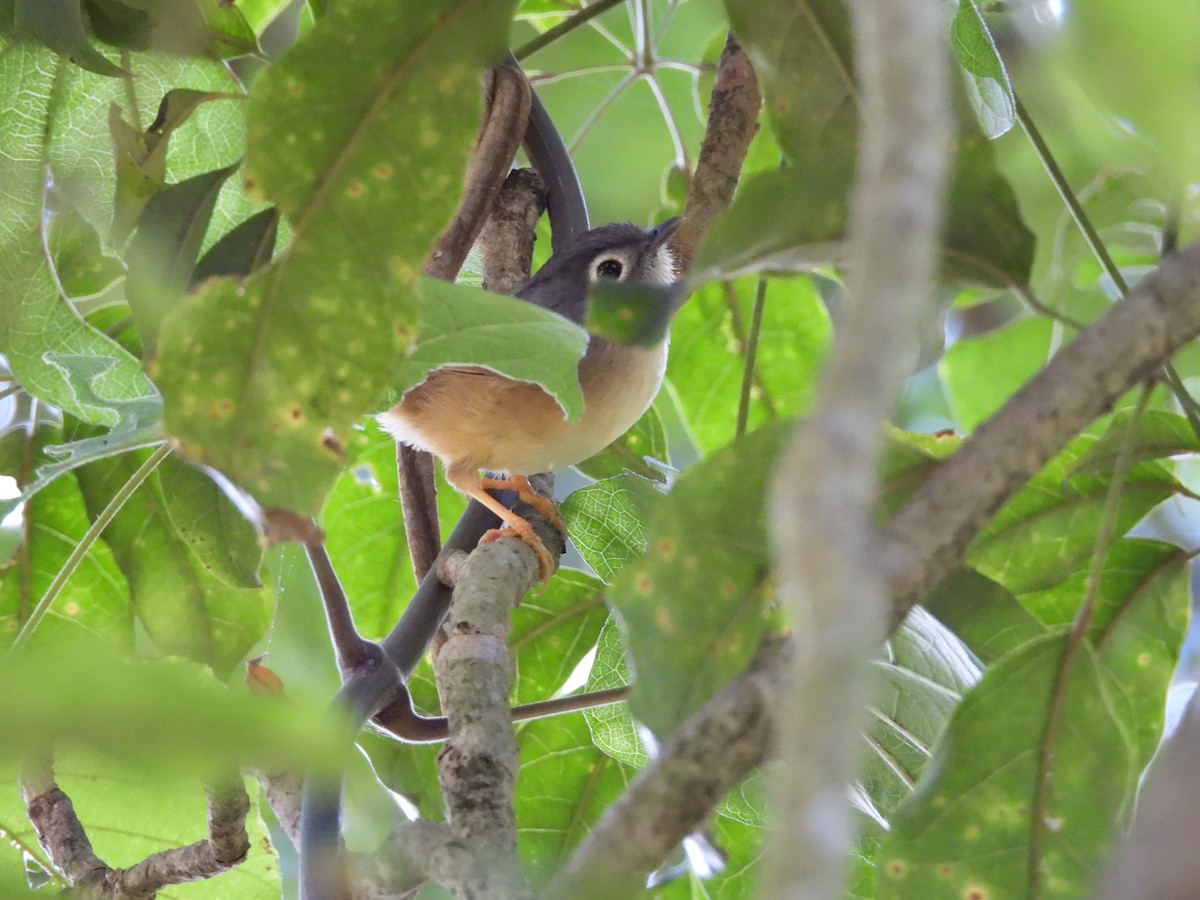 メジロチメドリ - ML647073971