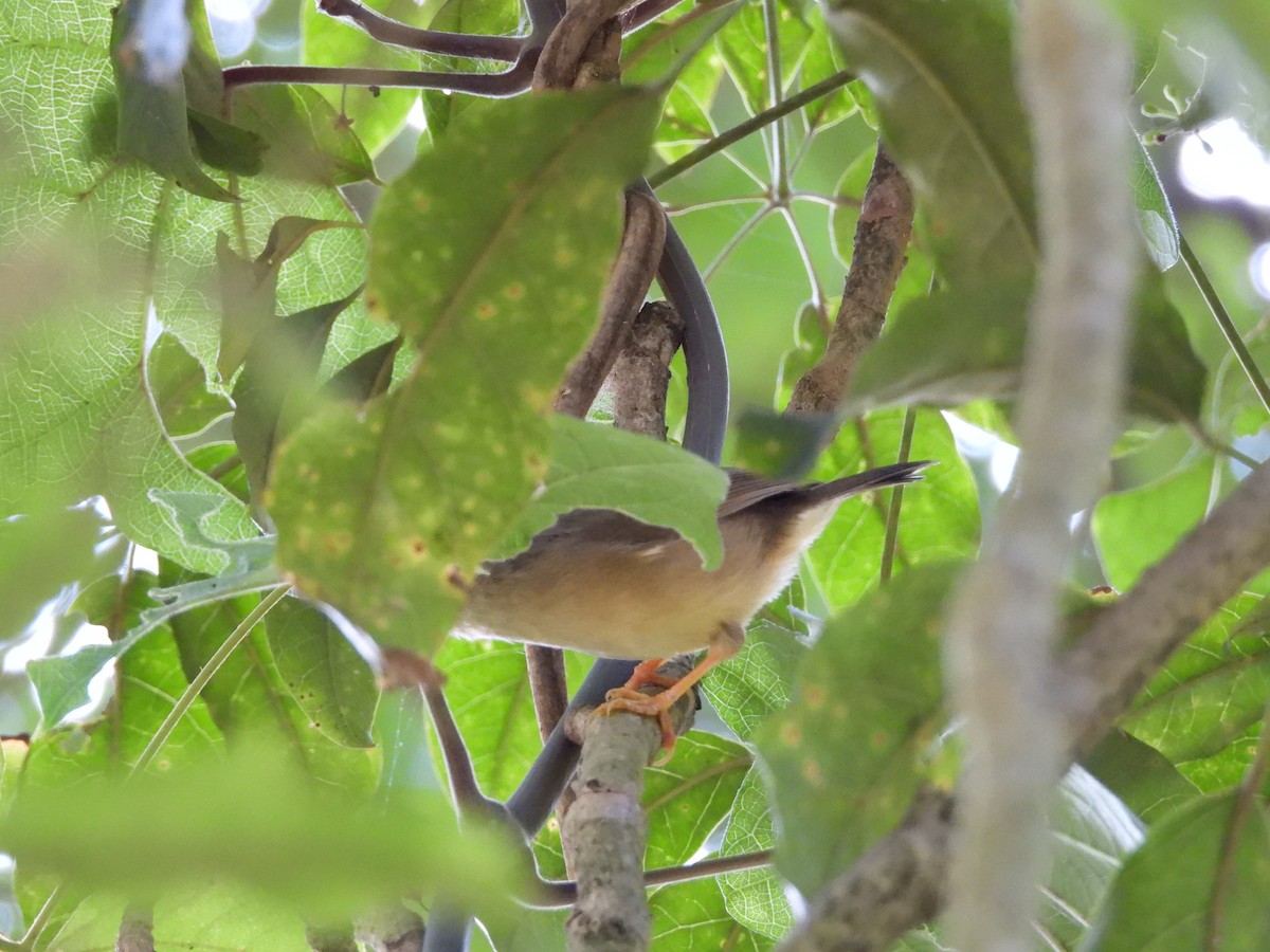 メジロチメドリ - ML647073972