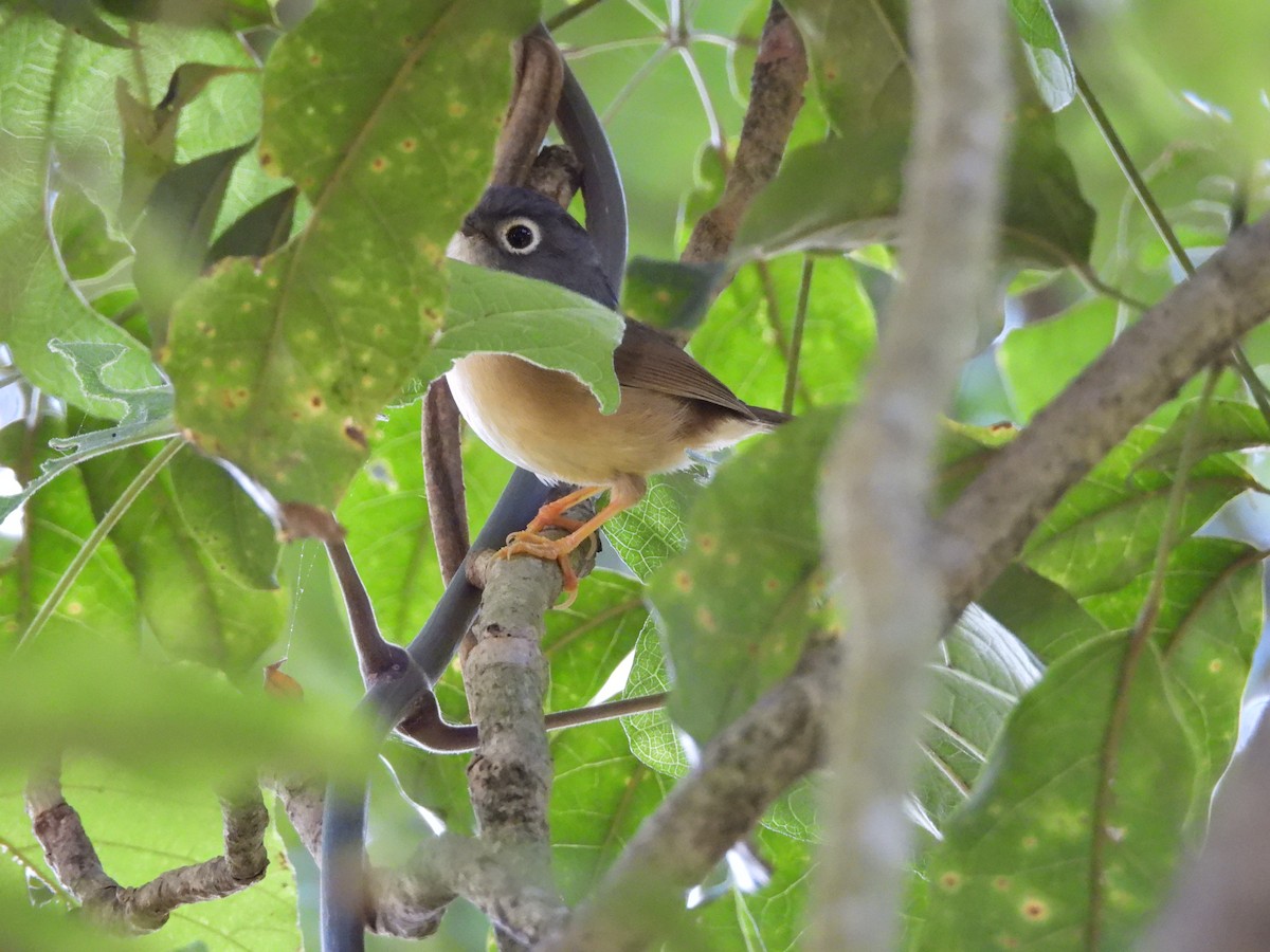 メジロチメドリ - ML647073973