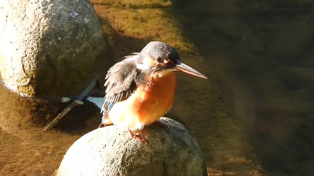 Martin arrantzalea - ML647073988