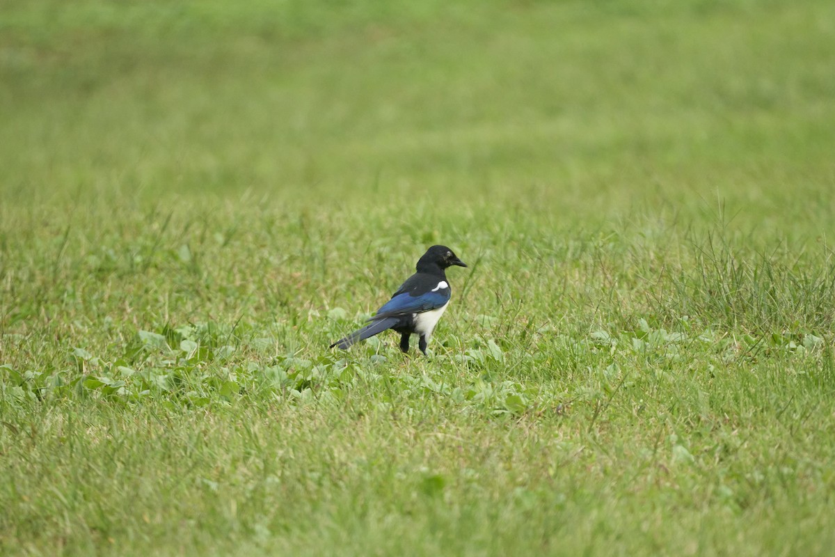 Orientelster - ML647073995