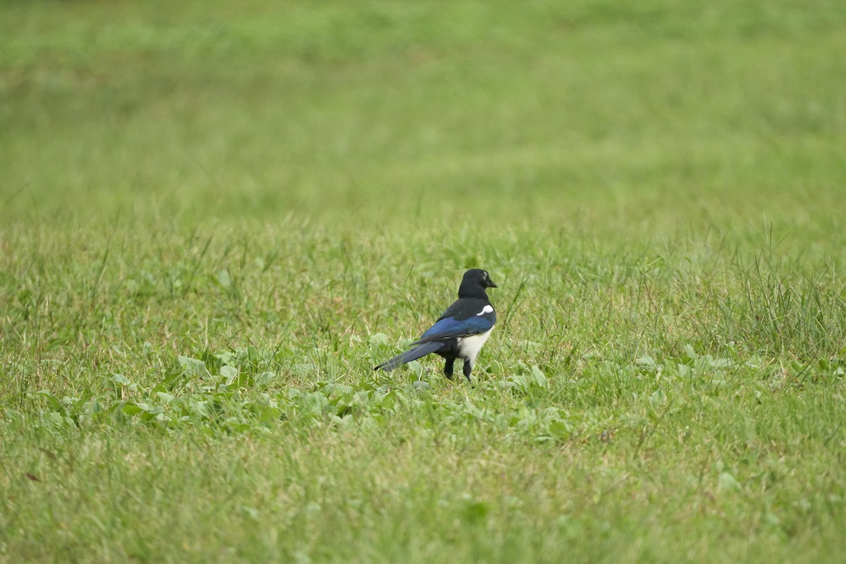 Orientelster - ML647073996