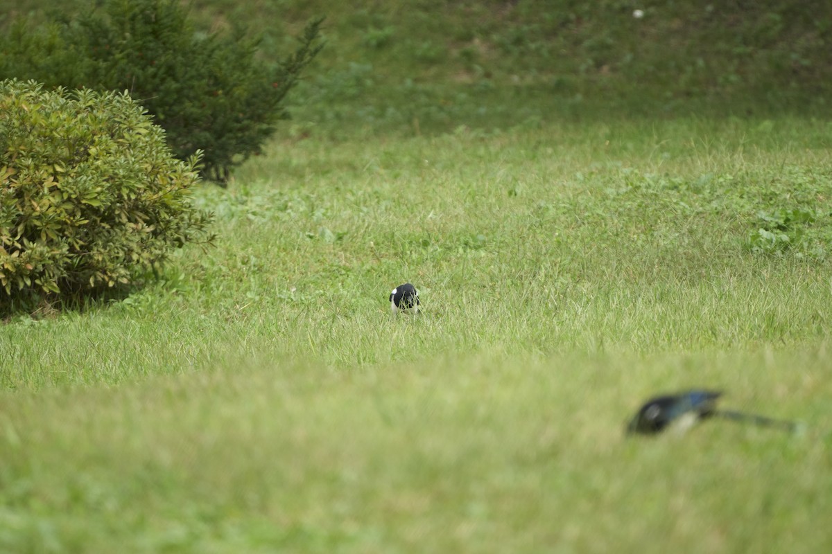 Orientelster - ML647073997