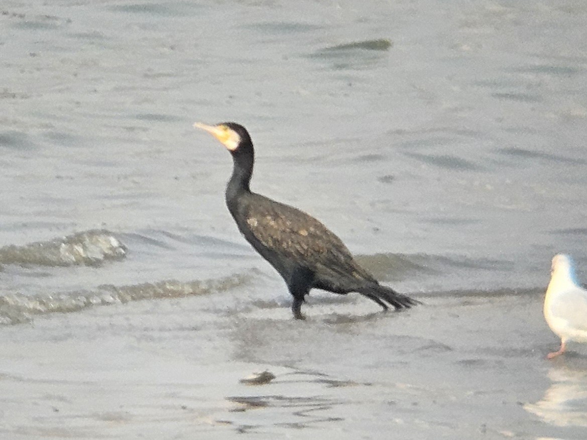 kormorán velký - ML647073999