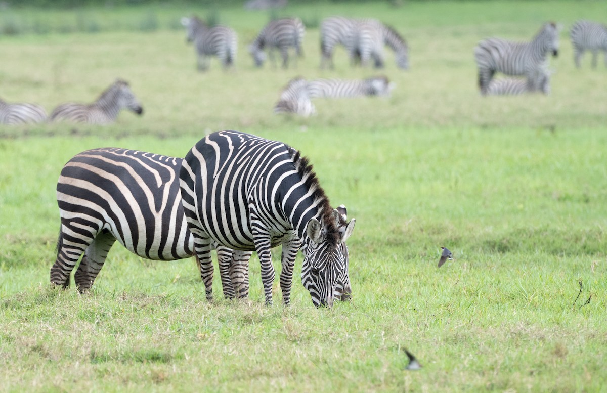 Wire-tailed Swallow - ML647074005