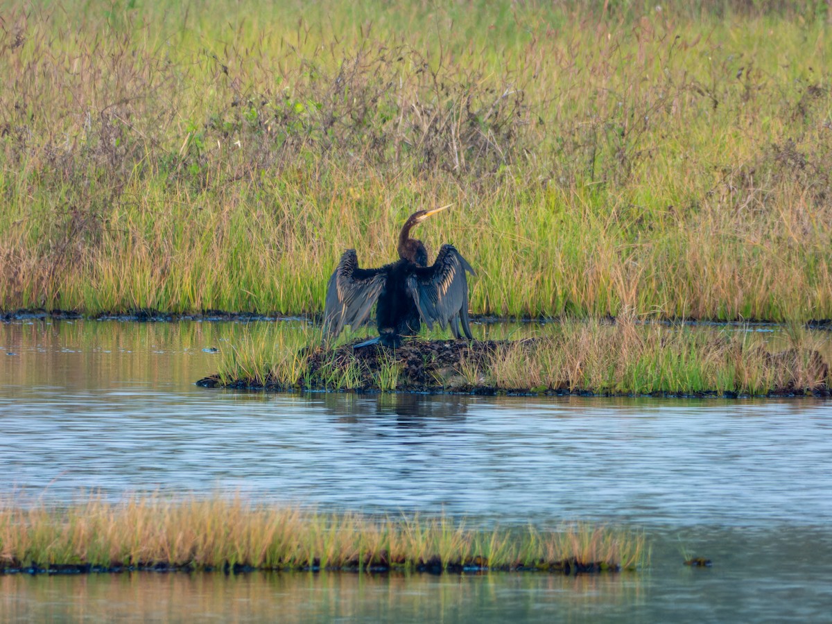 Doğu Yılanboyunu - ML647074010