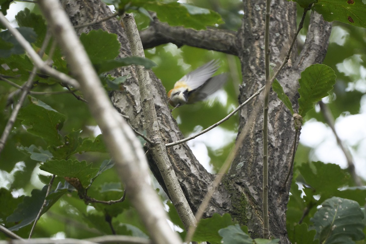 Papamoscas Mugimaki - ML647074015