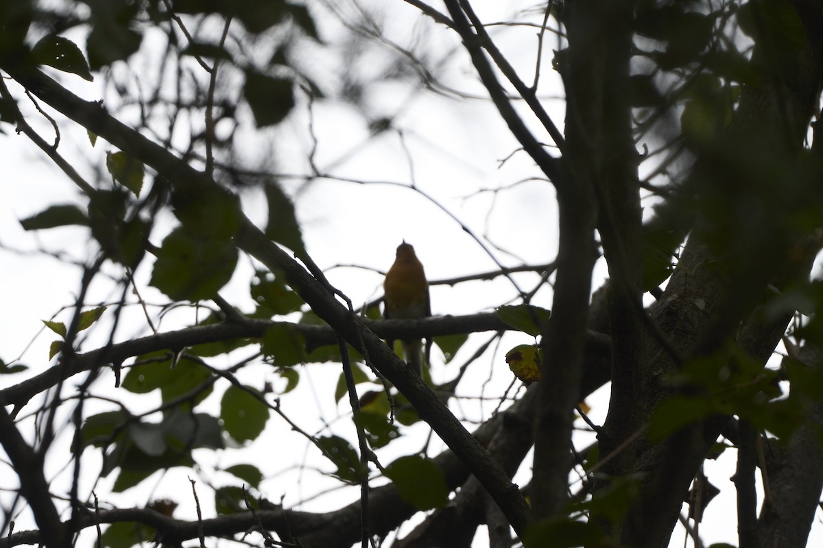 Papamoscas Mugimaki - ML647074017