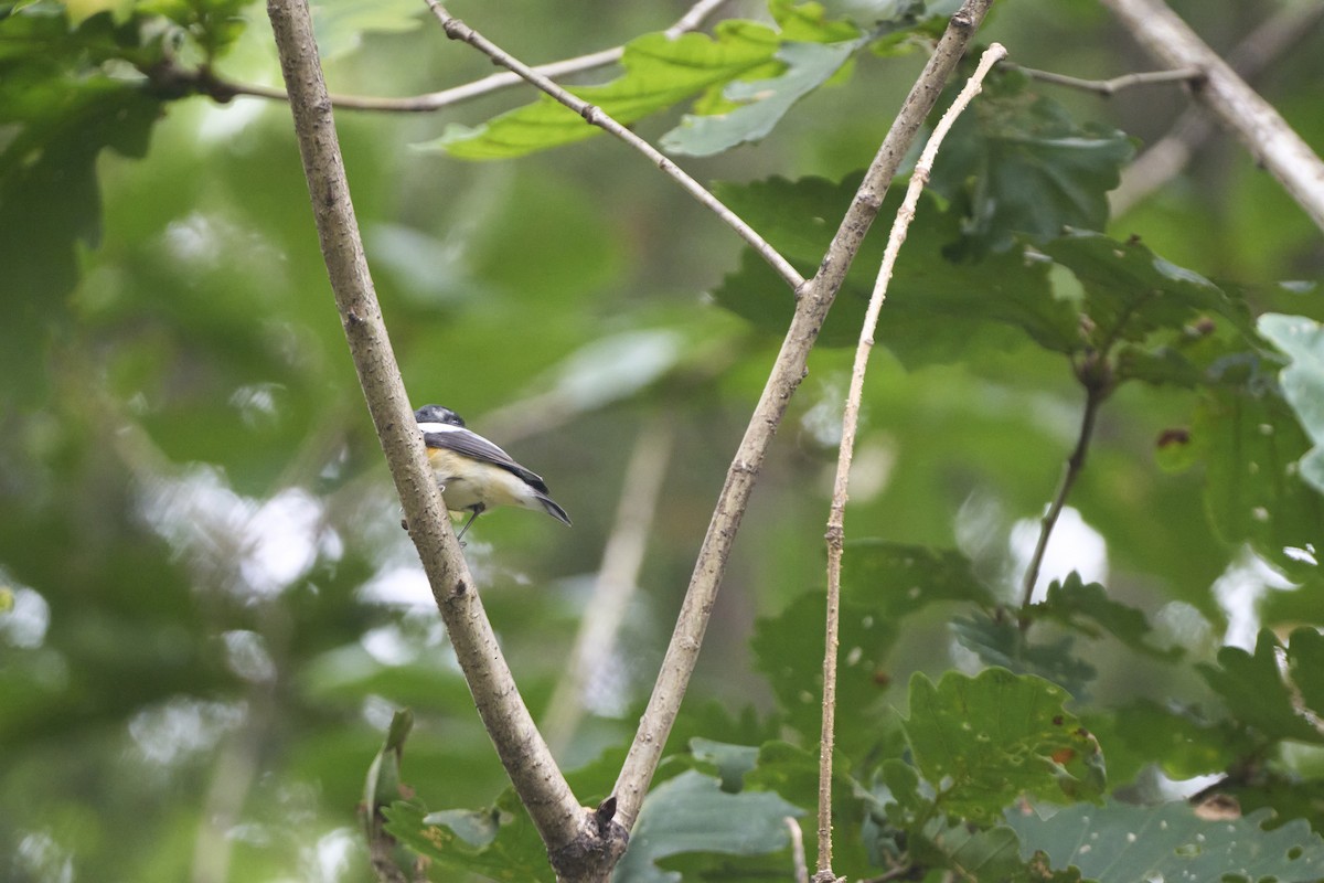 Papamoscas Mugimaki - ML647074019