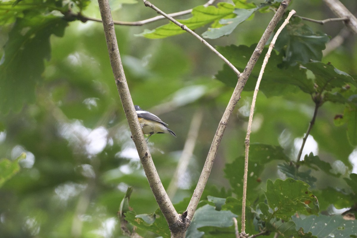 Papamoscas Mugimaki - ML647074020