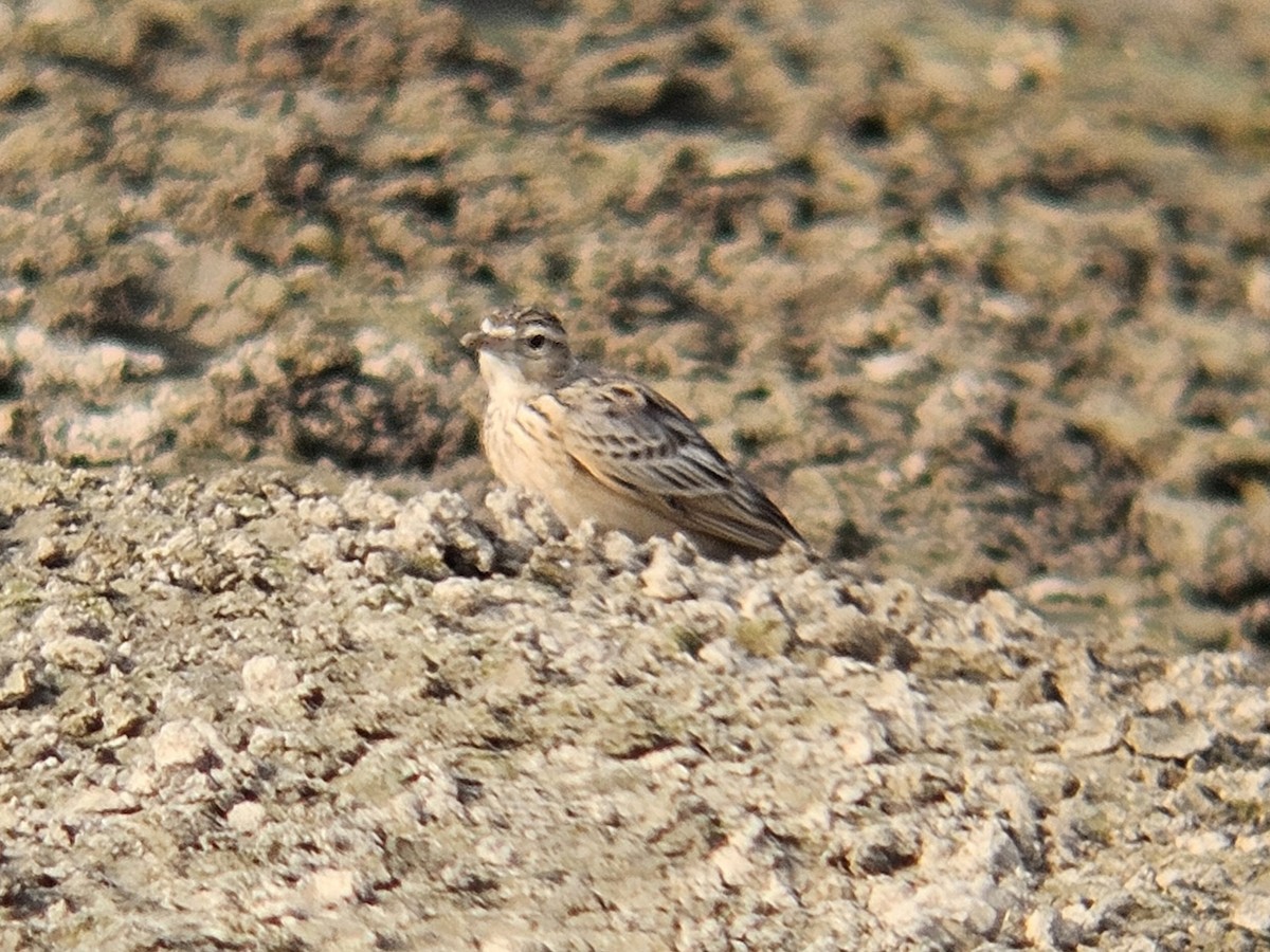 Oriental Skylark - ML647074026