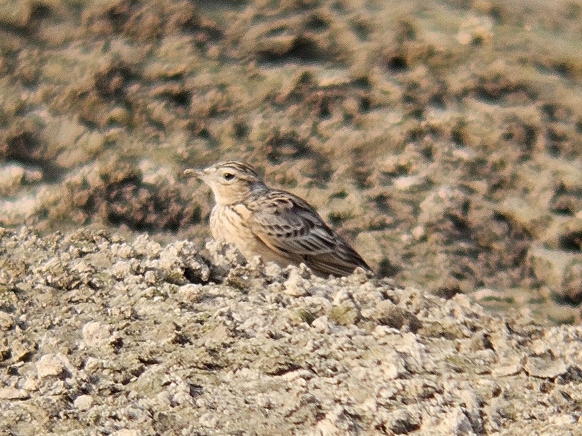 Oriental Skylark - ML647074027