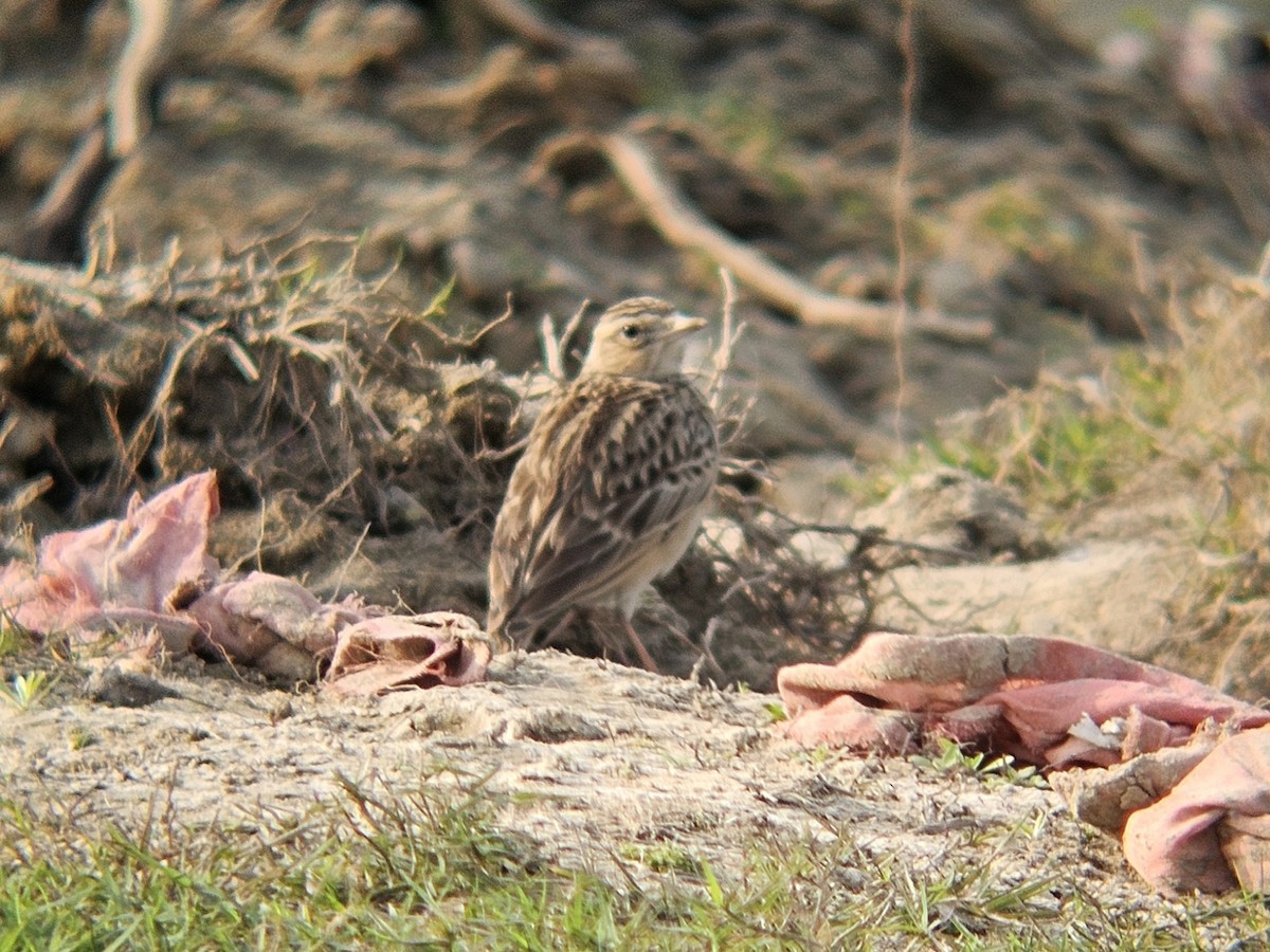 Oriental Skylark - ML647074028