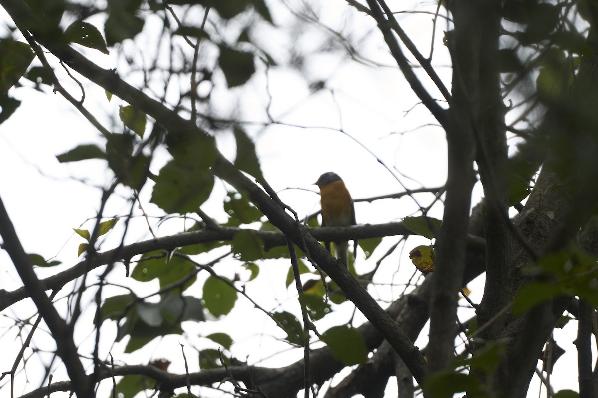 Papamoscas Mugimaki - ML647074029