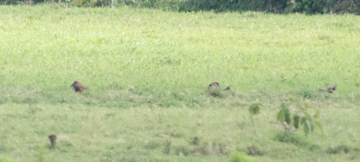 Hamerkop - ML647074034