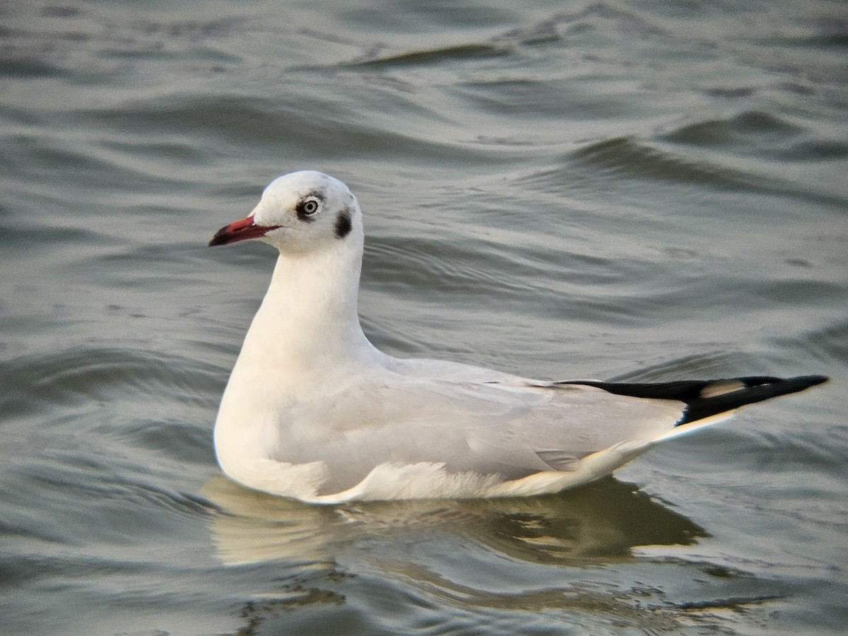 racek hnědohlavý - ML647074036