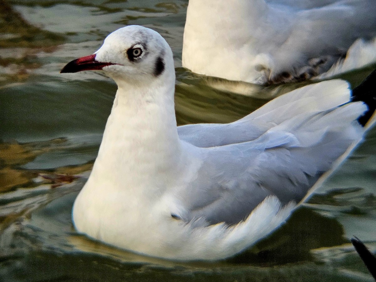 racek hnědohlavý - ML647074037