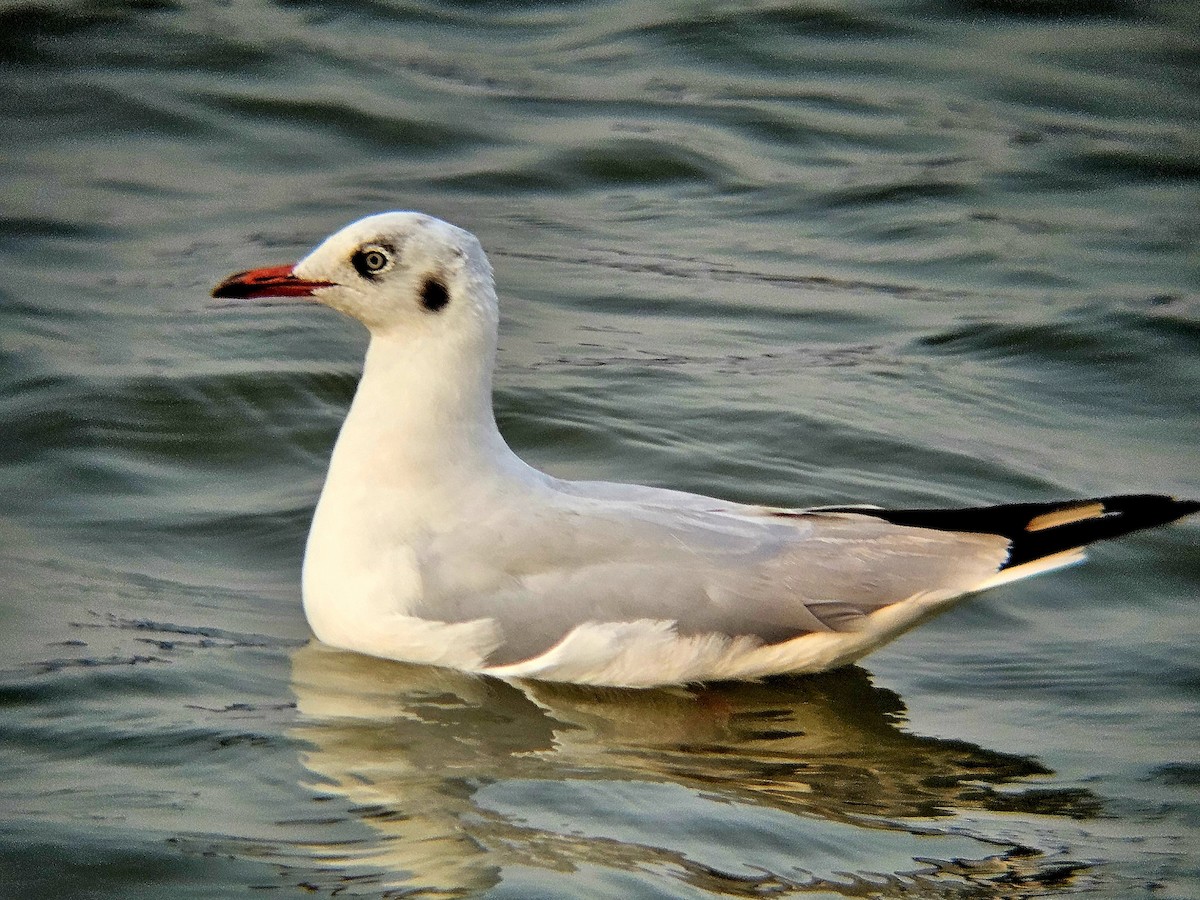 racek hnědohlavý - ML647074038