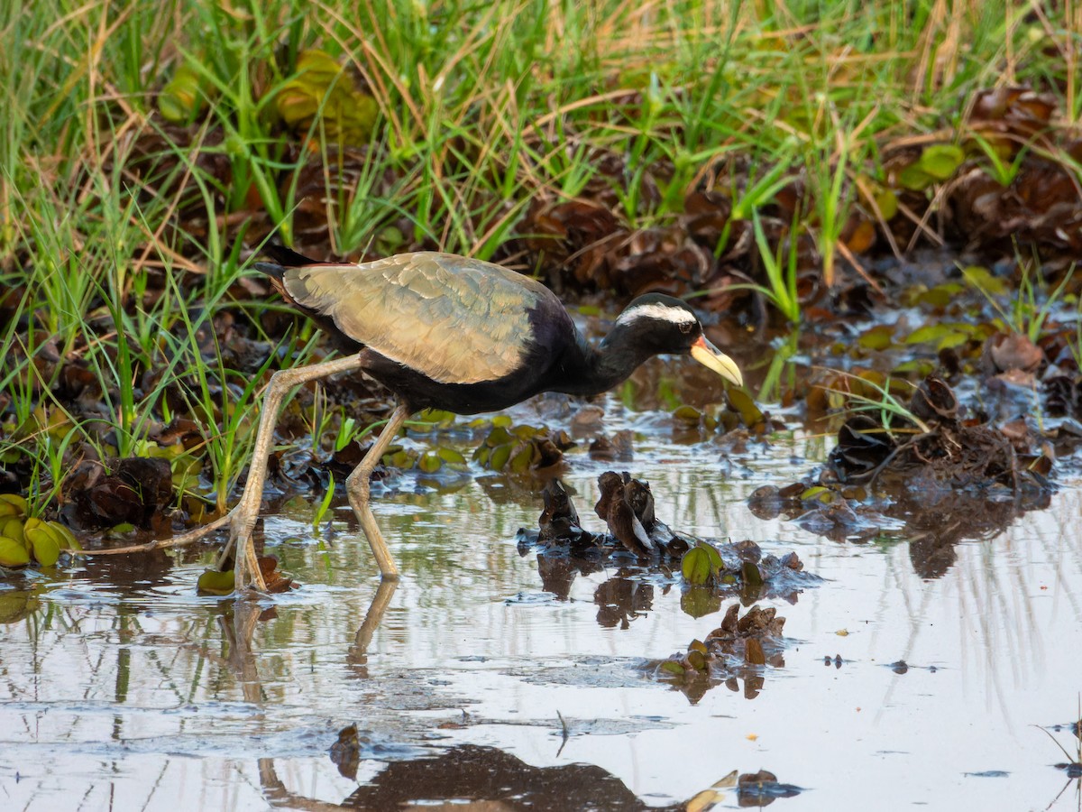 Бронзовокрылая якана - ML647074045