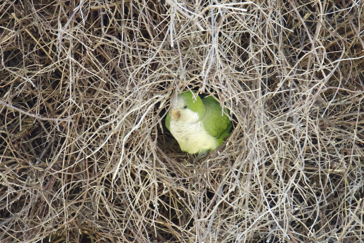 Калита сіроволий - ML647074049