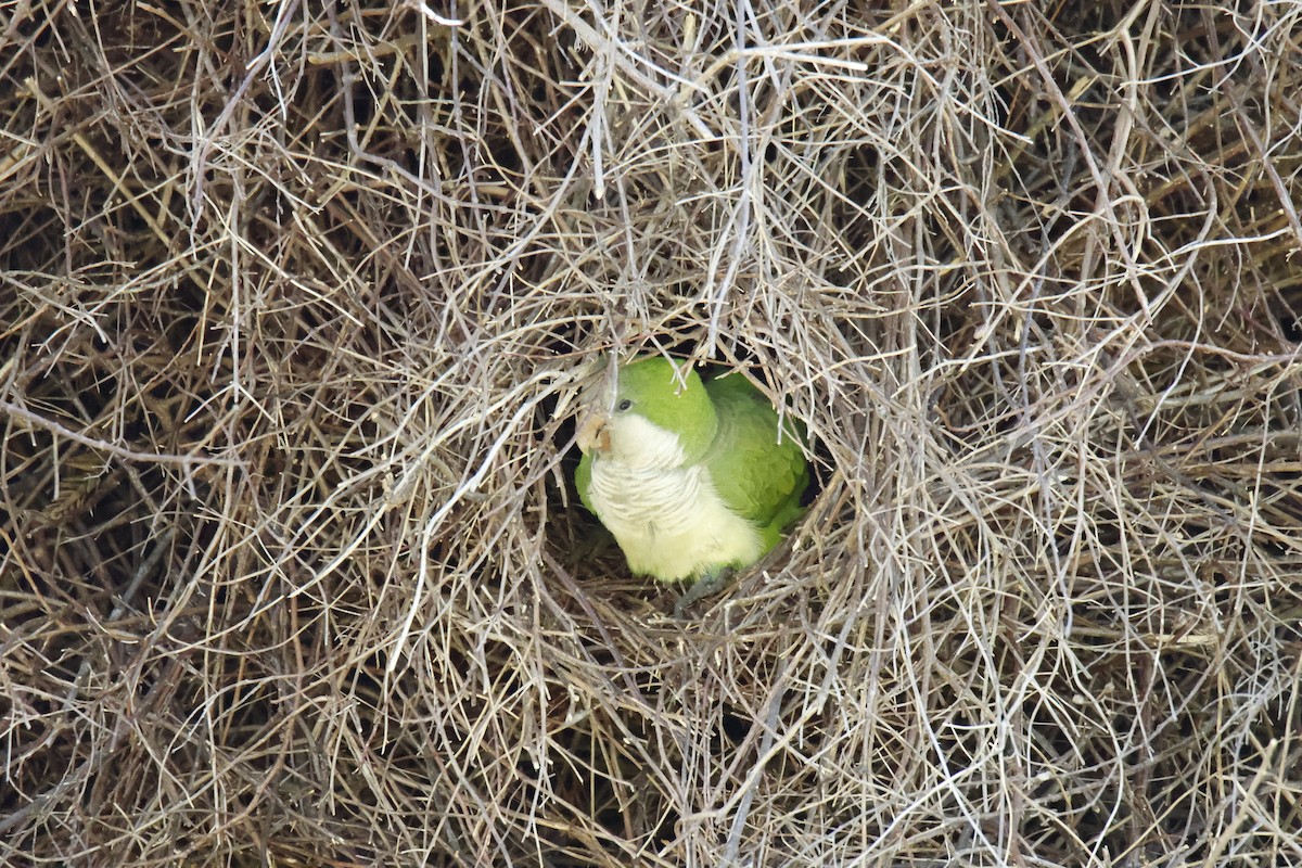 Калита сіроволий - ML647074050