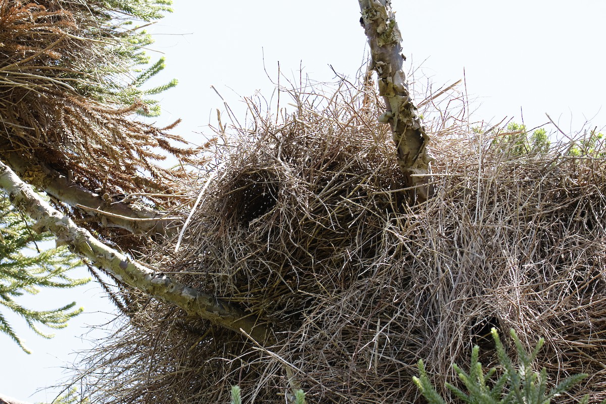 Калита сіроволий - ML647074051