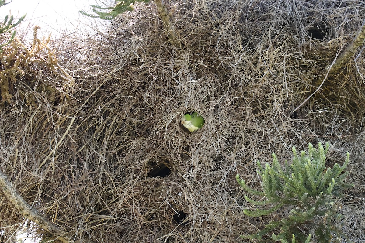 Калита сіроволий - ML647074052