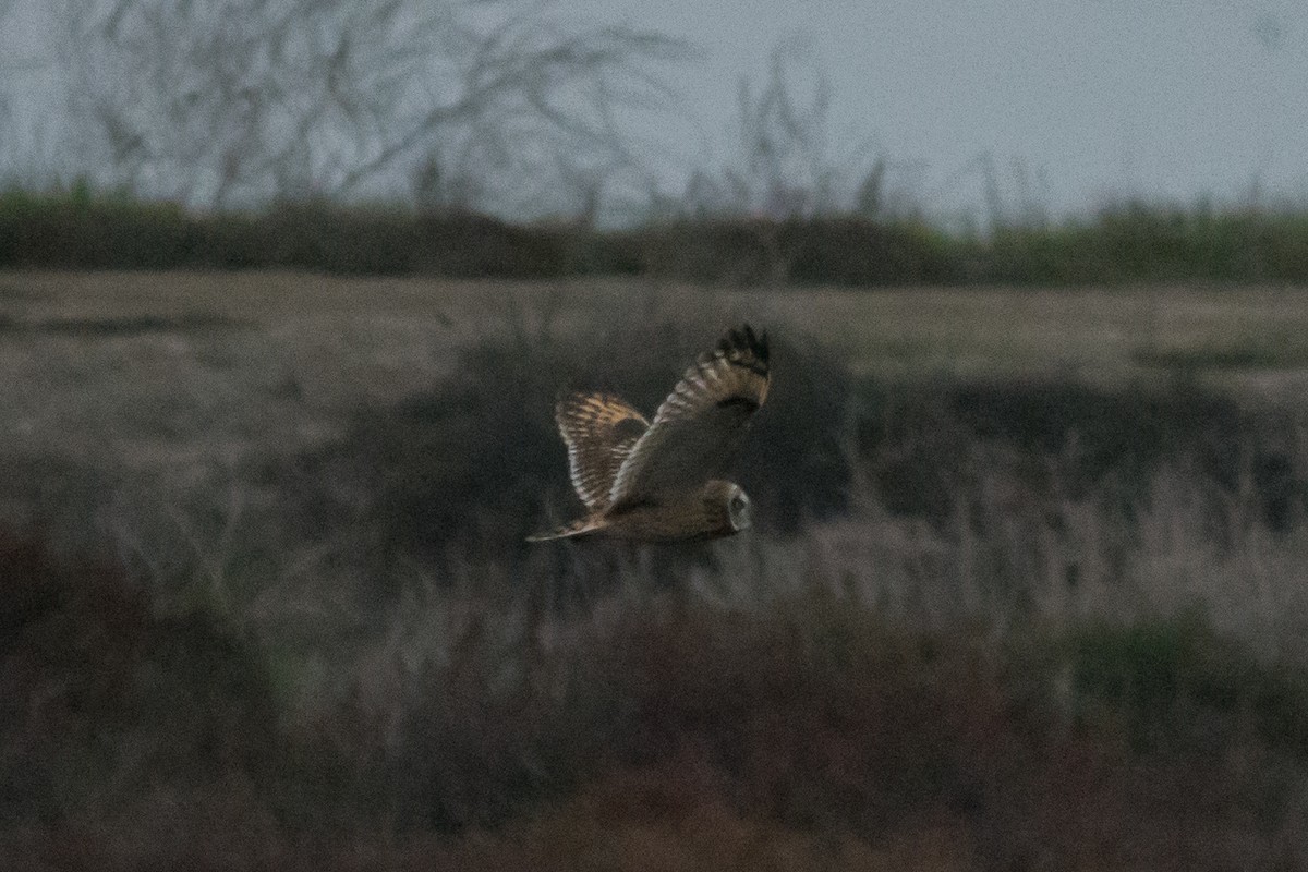 Short-eared Owl - ML647074053