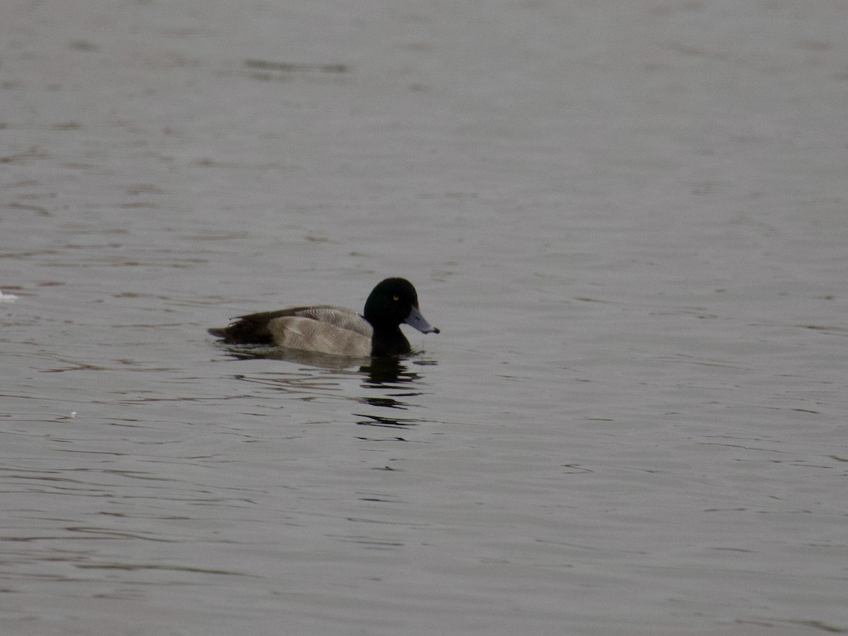 Greater Scaup - ML647074066
