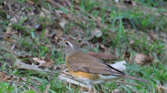 Zozo bekainzuria - ML647074068