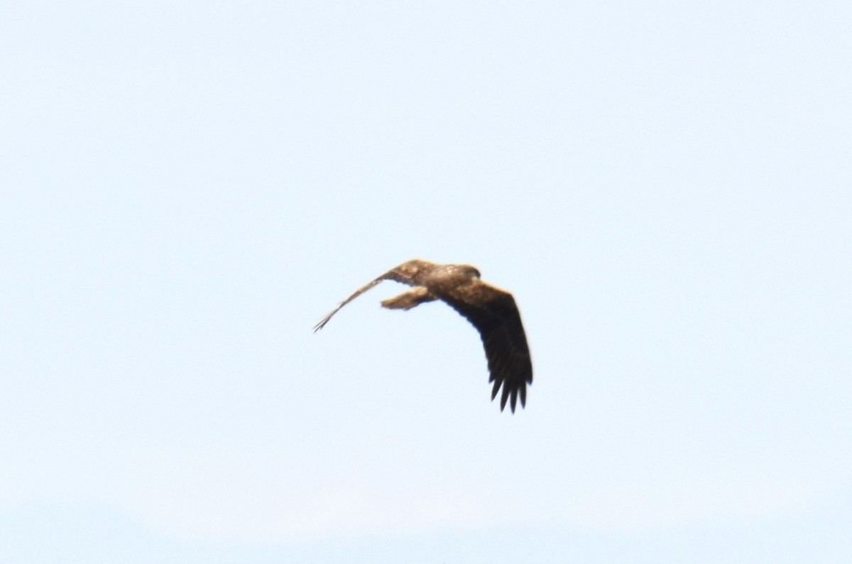 Eastern Marsh Harrier - ML647074069